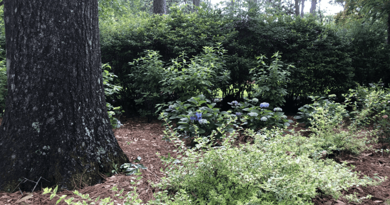 Shade landscape with tree trunk and Southern Living Abelias