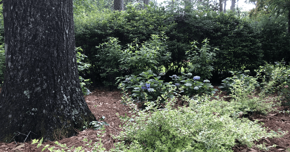 Shade landscape with tree trunk and Southern Living Abelias
