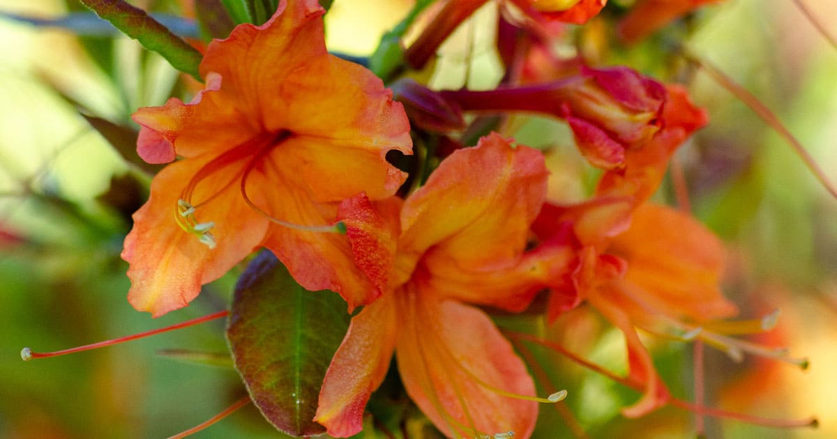 Orange flowers with green leaves