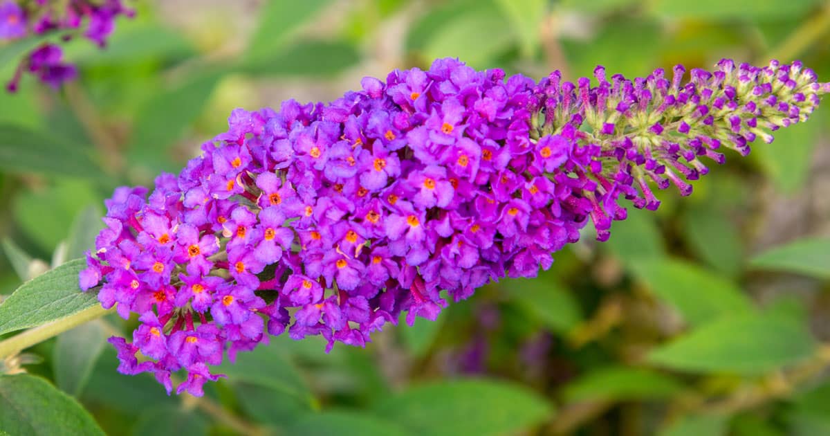 True to their common name, butterfly bush, buddleias are pollinator magnets. From skippers and sulphurs to monarchs and swallowtails, Ultra Violet™ swarms with activity. A few showy visitors include zebra, eastern tailed blue, and painted lady butterflies. 