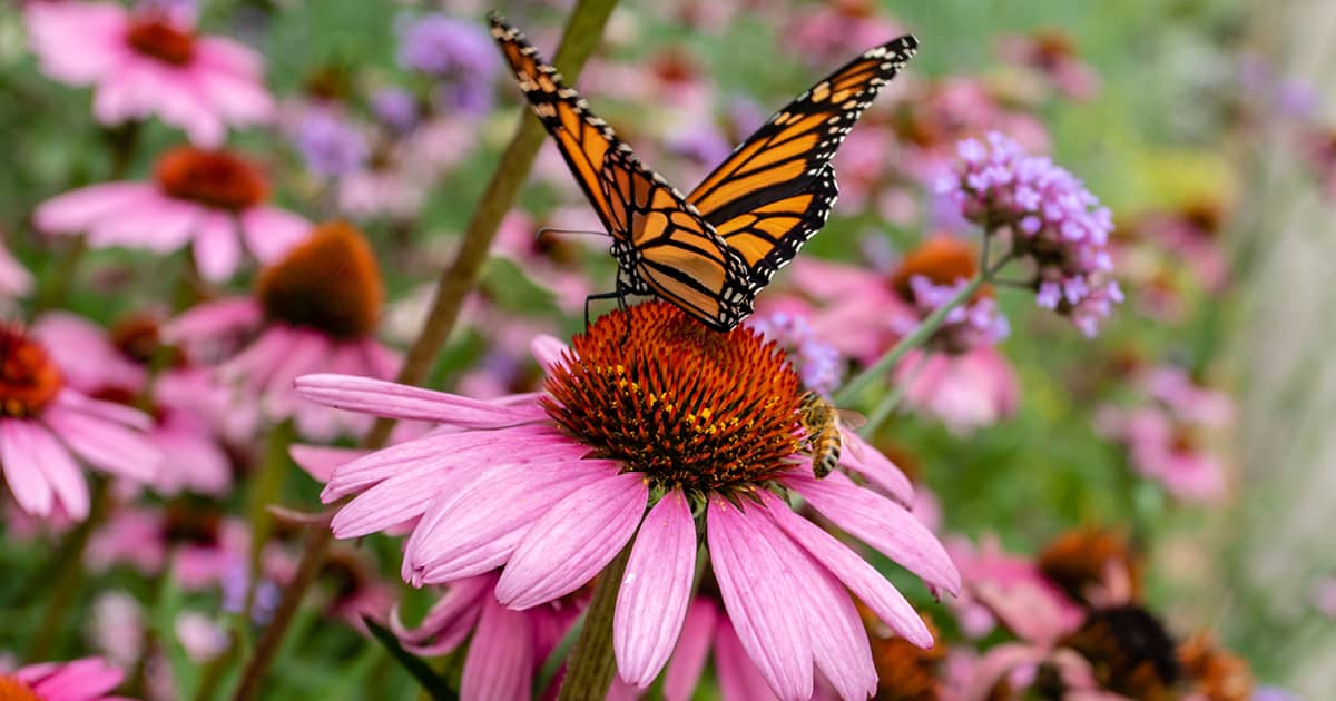 Another butterfly garden staple, coneflowers draw a big crowd in the summer garden. Diminutive beauties like olive hairstreak, pearl crescent, and common sulphur fly among giant swallowtails and other beauty queens. Diana, Gulf fritillary, and viceroy butterflies are among common visitors.