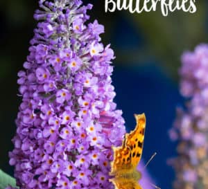 Bright purple crapemyrtle with orange butterfly