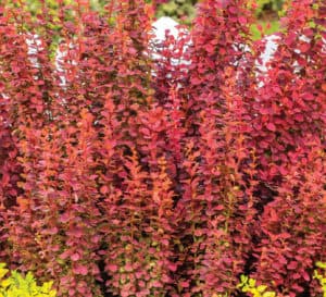 The rusty red to bright red tips of Orange Rocket Barberry grow tall and upright