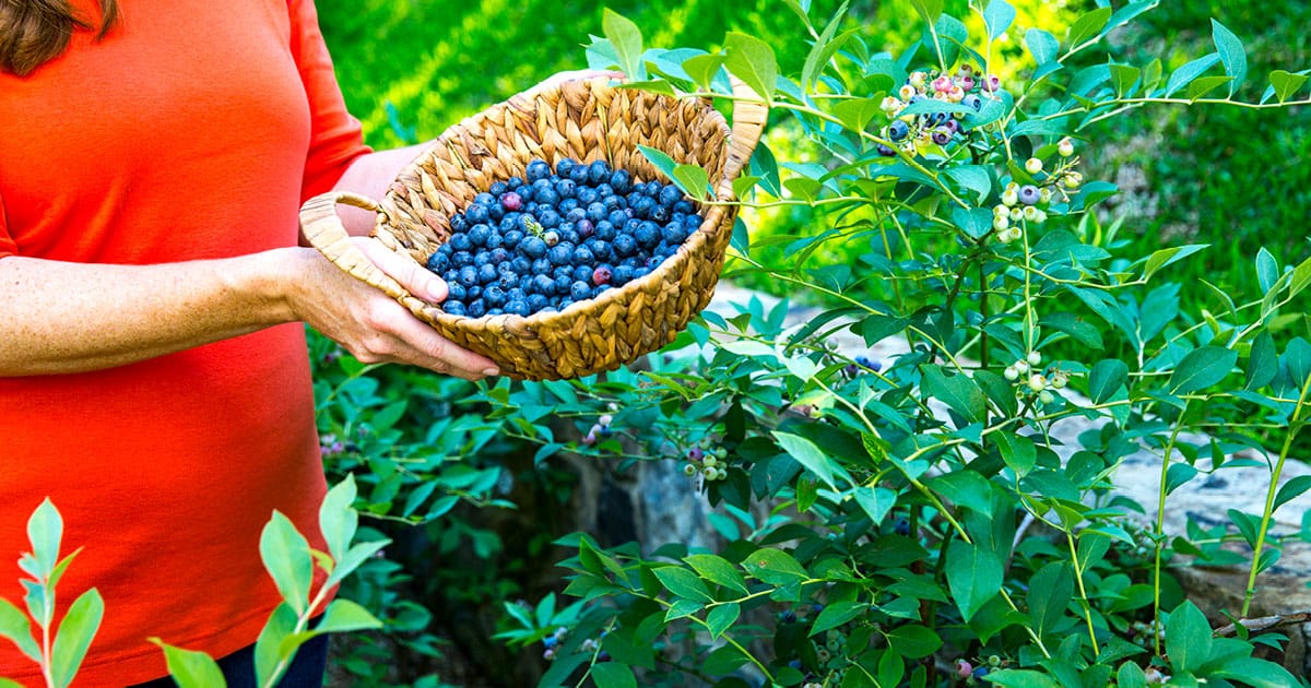 Hands holding basket loaded with freshly picked Southern Living blueberries
