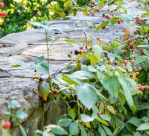 Blackberry shrubs growing along stone wall