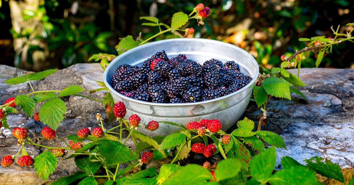 Tin bowl full of blackberries