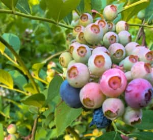 Ripening blueberries on Southern Living blueberry shrub