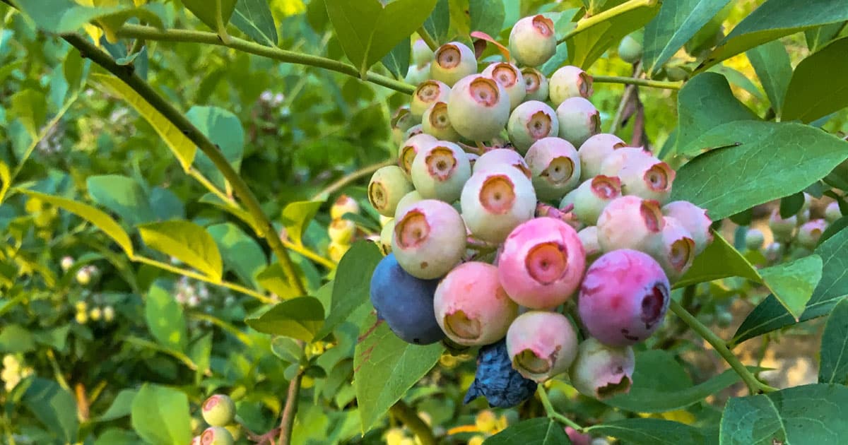 Then the fruit begins to mature on Southern Living Blueberries—first green, then pink, followed by blue