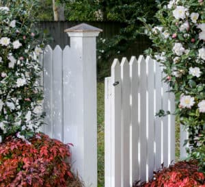 white camellias in front of a white picket fence