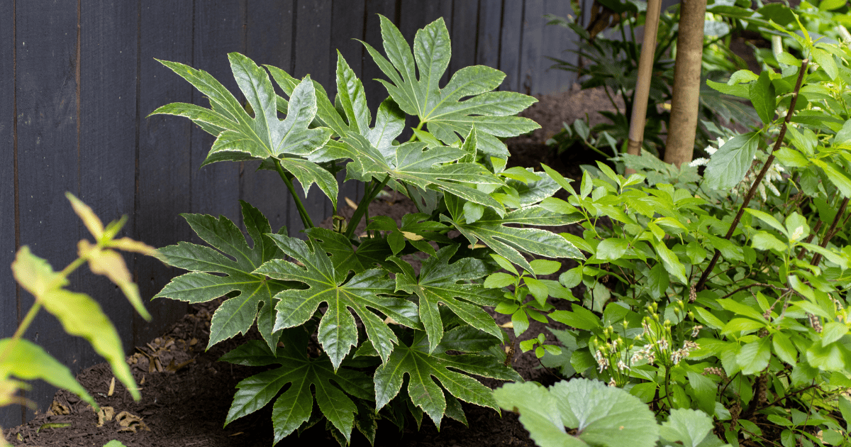 Glossy green foliage plants growing in a shaded garden bed beside a dark wooden fence.