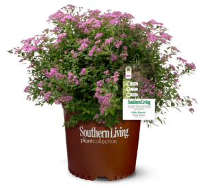Little Bonnie Spiraea, light purple with light green leaves in a Southern Living brown container