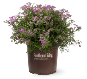Little Bonnie Spiraea, light purple with light green leaves in a Southern Living brown container