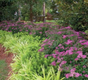 Bright purple-pink blooming Little Bonnie Spiraea lined with Yewtopia Plum Yew and Marc Anthony Liriope