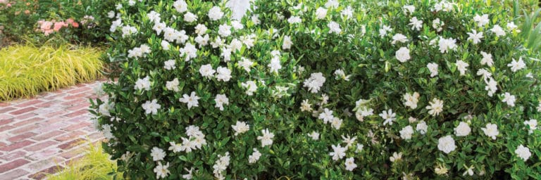 Heaps of pure white Jubilation Gardenia blooms cover the shiny dark green foliage