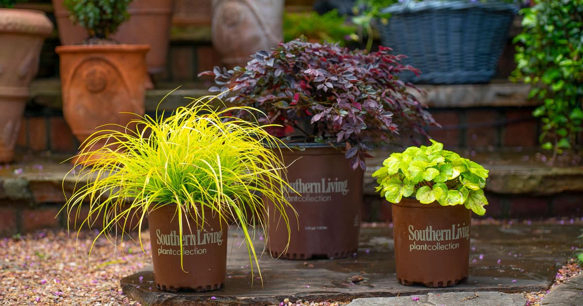 Plant list for Spring Container Gardens with Linda Vater