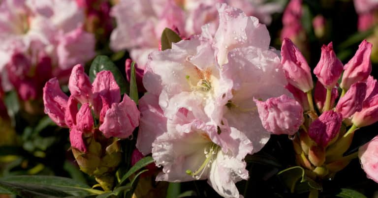 Pink rhododendron