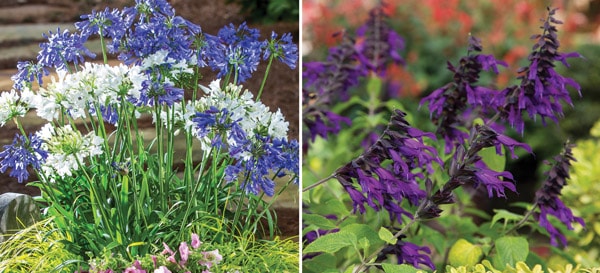 Standout Perennials for Southern Climates 2