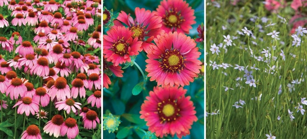 Standout Perennials for Southern Climates 3