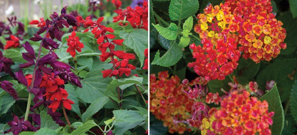 Standout Perennials for Southern Climates 6