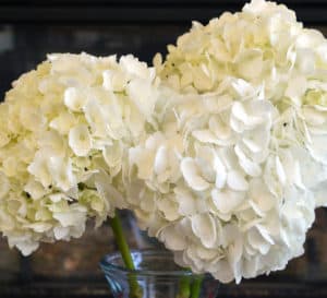 3 white hydrangea bloom heads in a clear vase