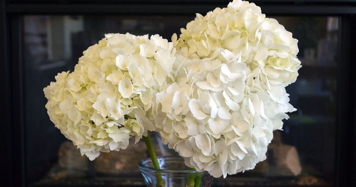 3 white hydrangea bloom heads in a clear vase