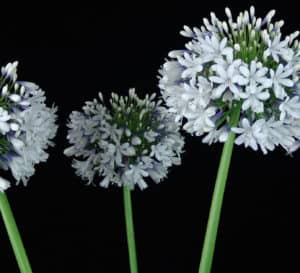Queen Mum Agapanthus, white flowers with lavender bases with green stems on a black background