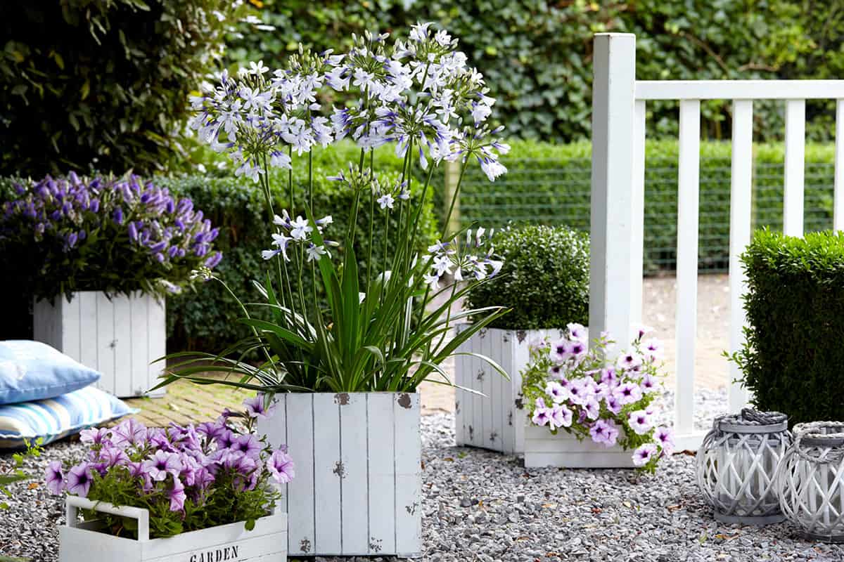 Patio with queen mum agapanthus in white container