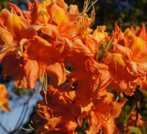 Sunbow Solar Ray, bright orange flowers