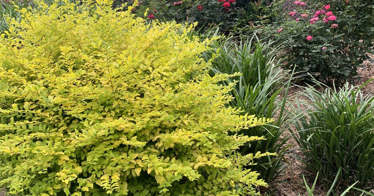 Sunshine Ligustrum plant in a landscape bed with ornamental grass