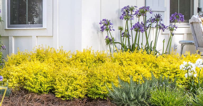 year-round golden foliage from Sunshine Ligustrum that flourishes in full sun