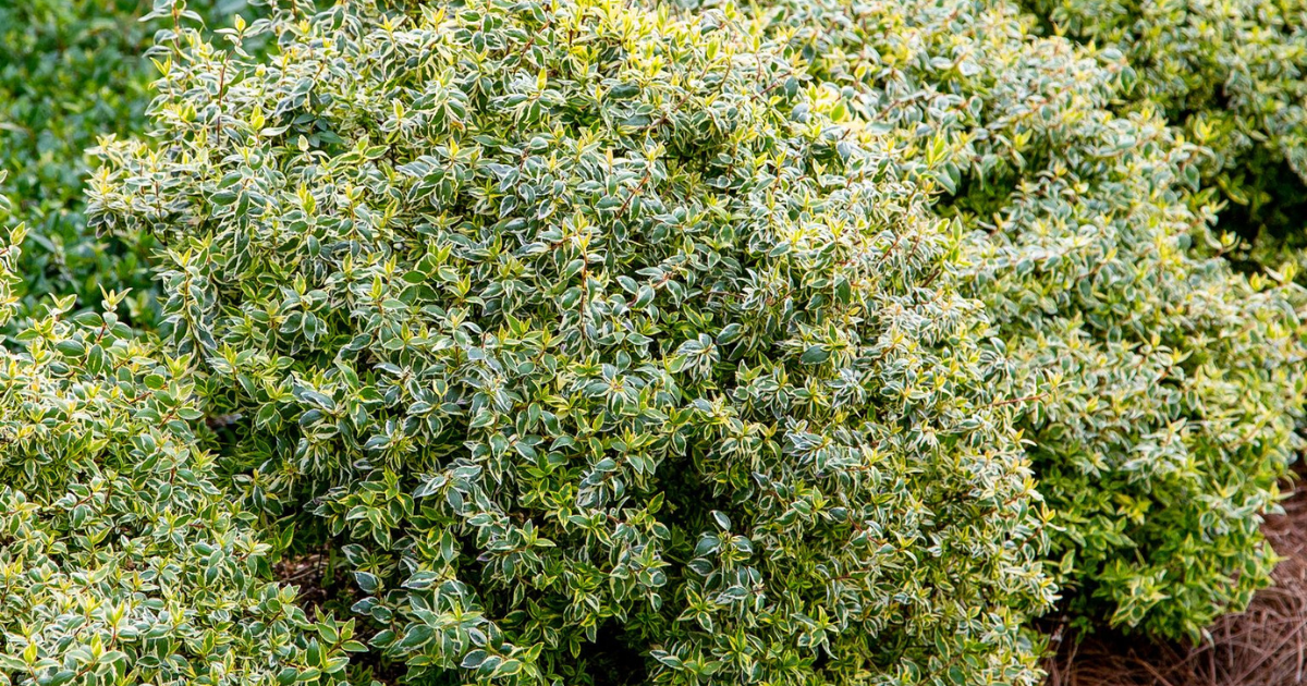 photo of suntastic radiance abelia shrubs planted in a row in a landscape