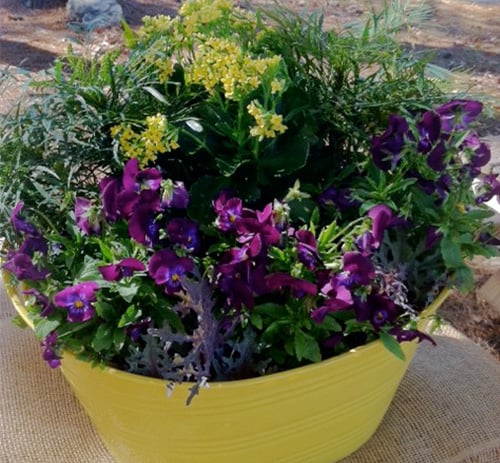 Yellow metal container full of purple annuals and soft caress mahonia