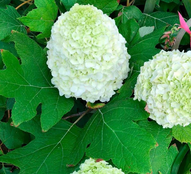 Tara™ Hydrangea Southern Living Plants
