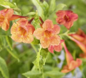 Bright orange-yellow trumpet blooms of Bells of Fire Tecoma amongst delicate fern-like folaige