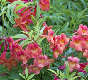 Bright orange-yellow trumpet blooms of Bells of Fire Tecoma amongst delicate fern-like folaige