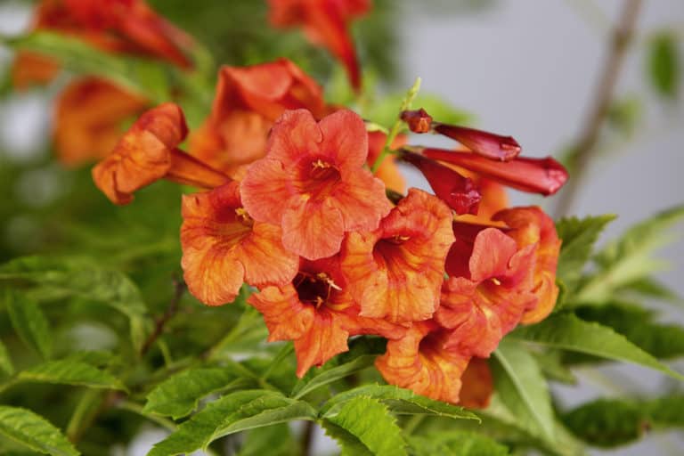 Bright orange-yellow trumpet blooms of Bells of Fire Tecoma