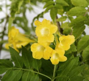 Bright yellow trumpet blooms in a cluster framed by green foliage of Lydia Tecoma