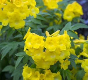 Bright yellow trumpet blooms in a cluster framed by green foliage of Lydia Tecoma