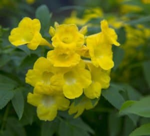 Bright yellow trumpet blooms in a cluster framed by green foliage of Lydia Tecoma