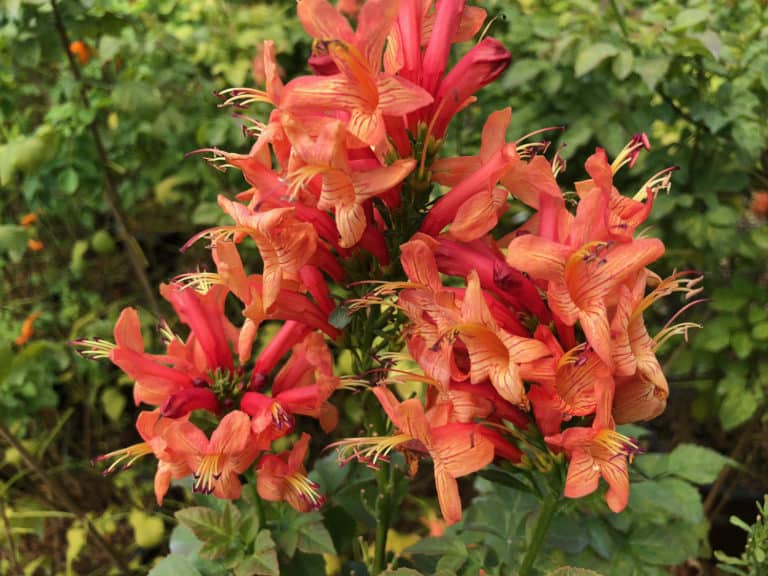 Cape Town™ Coral Tecomaria