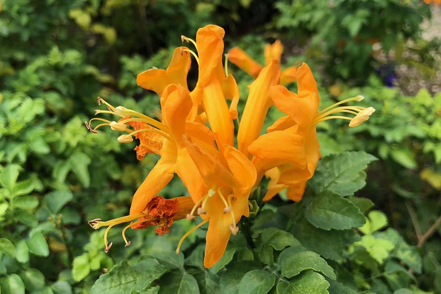 Tecomaria, orange trumpet shaped flowers with dark green leaves