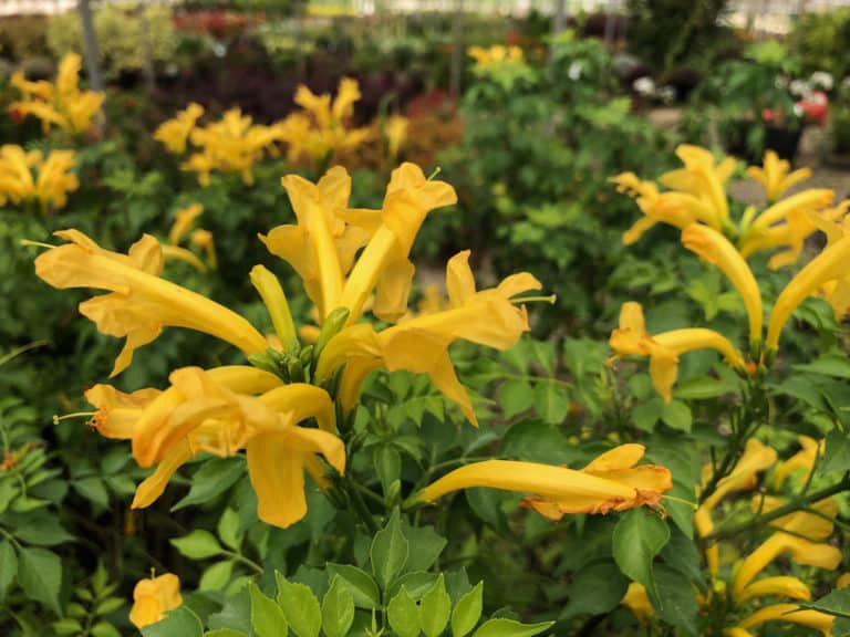Cape Town™ Yellow Tecomaria