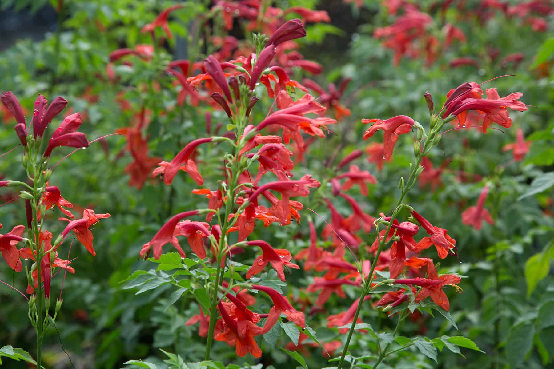 Tecomaria, red trumpet shaped flowers with dark green leaves