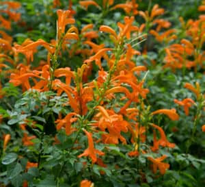 Tecomaria, orange trumpet shaped flowers with dark green leaves