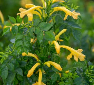 Bright yellow trumpet blooms in a cluster framed by green foliage of Lydia Tecoma