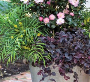 Tall metal cone-shaped container planted with Soft Caress Mahonia, Purple Pixie and Camellia