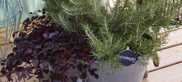 Purple Pixie and Rosemary in a tin container