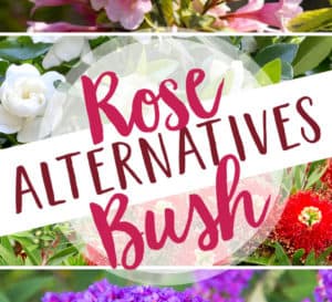 Colage Rose bush alternatives