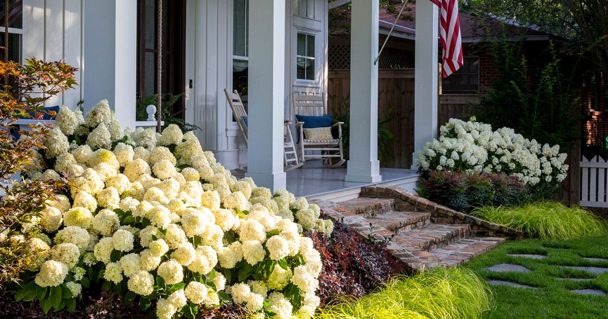 Southern home landscape including White Wedding Hydrangea and Everillo Carex from Southern Living