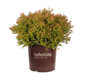 3 gallon Fire Chief Arborvitae in brown plastic Southern Living Plant Collection pot
